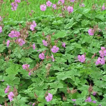 Кембриджская герань 'Кармина' (Geranium x cantabrigiense)