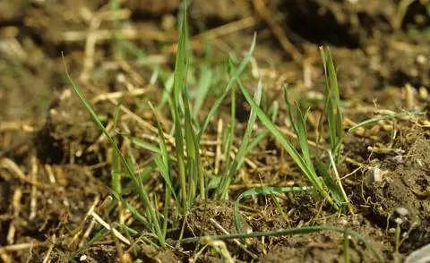 Корневой сорняк пырея