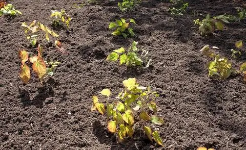 Соблюдайте расстояние посадки почвопокровных растений.