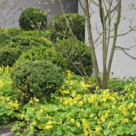 Комбинируйте почвопокровные с кустарниками