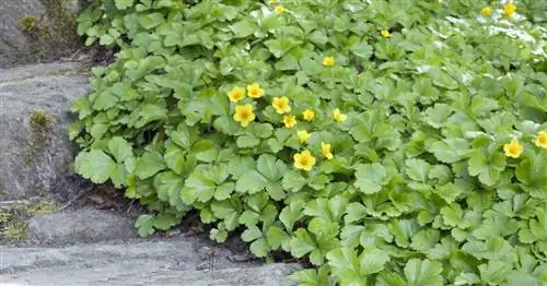 Успешная посадка почвопокровных растений