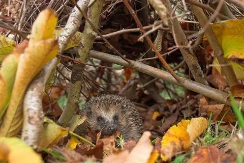 Ежик прячется под листьями и деревом