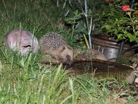 Ежик пьет из водопоя в саду