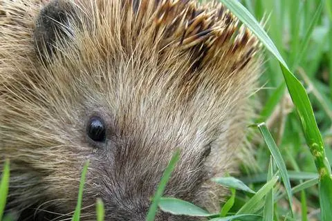 ёжик на лугу