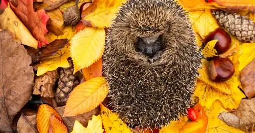 7 советов, как сделать сад удобным для ежей