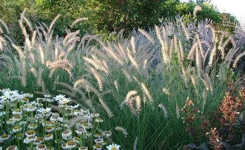 Пеннисетум в травяном саду