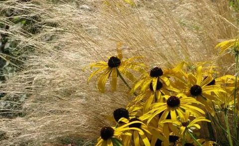 Травы можно сочетать с цветущими многолетниками