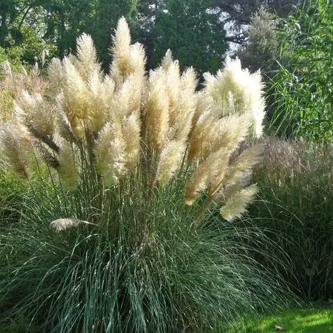 пампасная трава