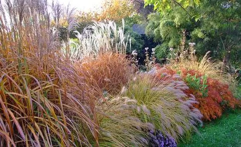 Декоративные травы с осенними цветами