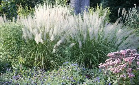 Алмазная трава в сочетании с осенними многолетниками