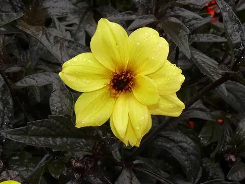 Простой таксист георгин