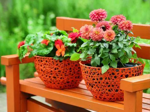 георгины в горшке