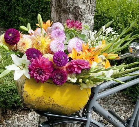 букет георгин