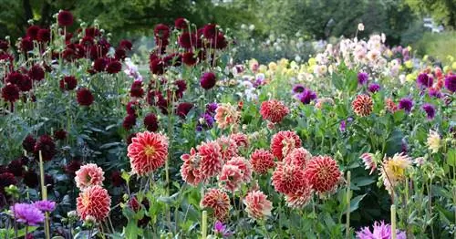 Георгины: лучшие советы по уходу