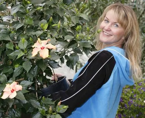 дать гибискус