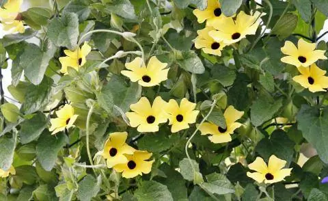 Черноглазая Сюзанна Тунбергия