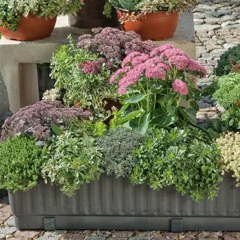 Посадка в горшки с очитком