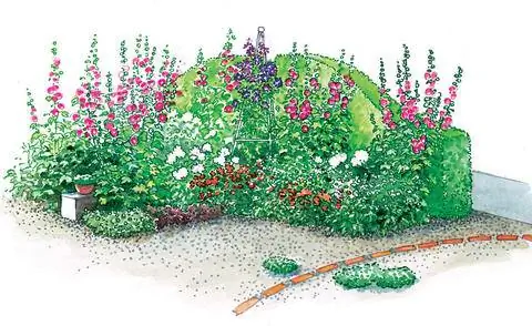 Многолетняя грядка с гималайской гипсофилой