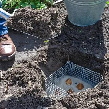 Посадка цветочных луковиц с помощью корзинки для полевки