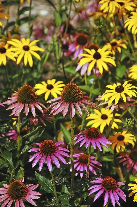 Красочная эхинацея