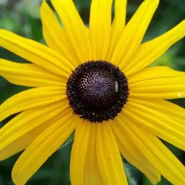 Эхинацея желтая (рудбекия)