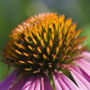 Эхинацея пурпурная (эхинацея)