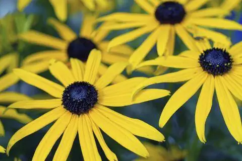 Рудбекия молочная