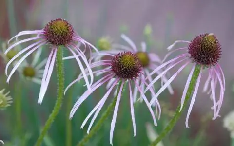 Эхинацея бледная (Echinacea pallida)