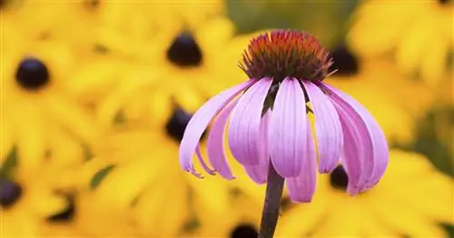 Эхинацея: одно название, два многолетника