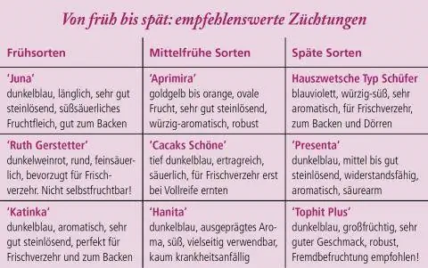 Столовые сливы для домашнего сада