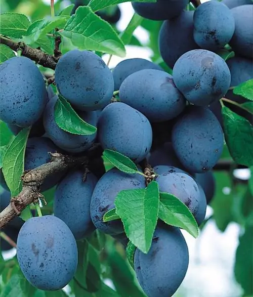 Слива Ханита