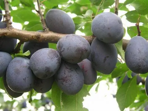 Слива Джоджо