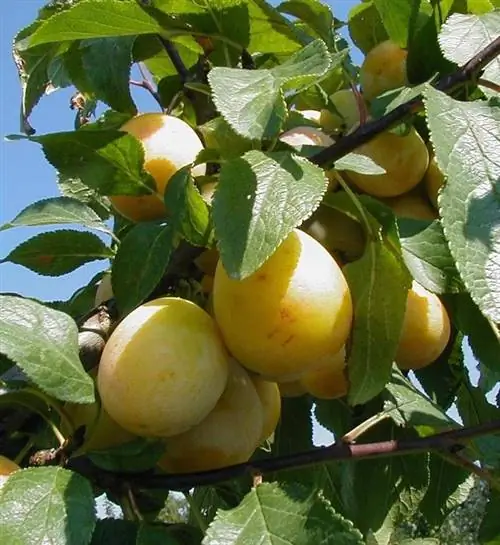 Мирабель Белламира