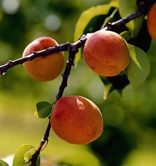 Апримира гибридная слива Мирабель