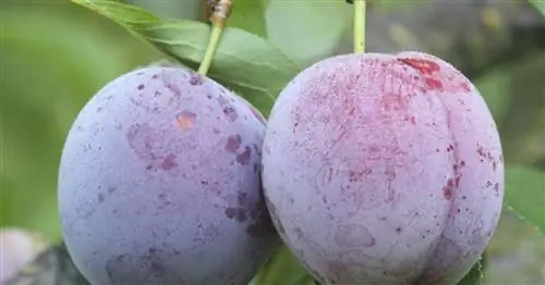 Лучшие сорта сливы для домашнего сада