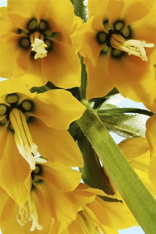 Фритиллария желтая