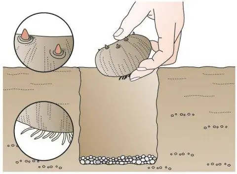 Посадить императорские кроны