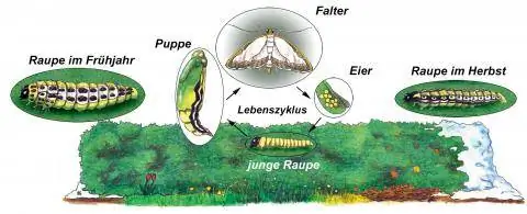 Жизненный цикл самшитовой моли