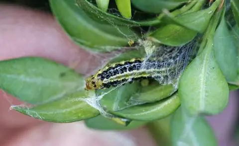 Гусеница самшитовой моли