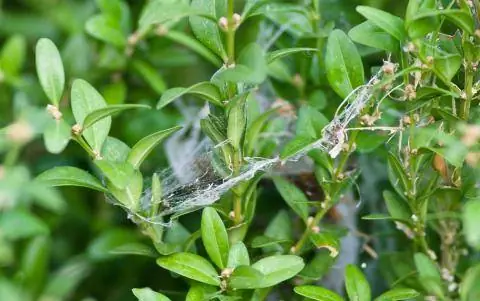 Нити гусеницы самшитовой моли