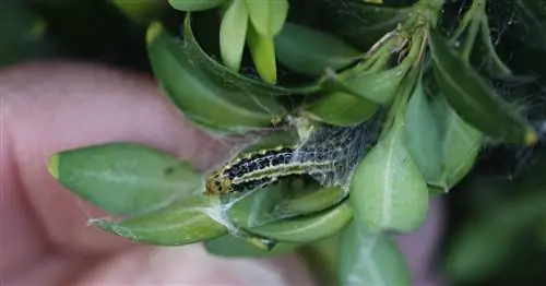 Успешно бороться с самшитовой молью