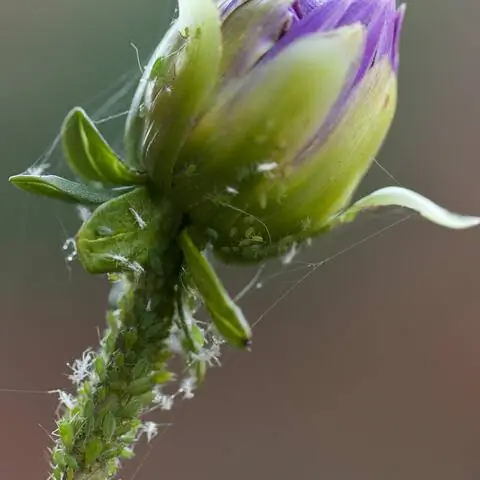 Тля на цветке георгин
