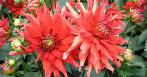 Георгины: самые распространенные болезни и вредители