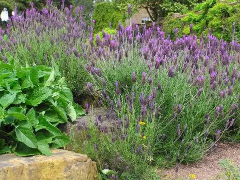 Французская лаванда в травяном ложе