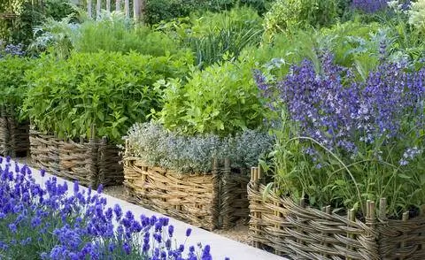 Травяные клумбы, окаймленные ивовыми изгородями