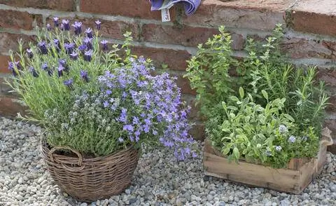 Горшки с травами перед садовой стеной