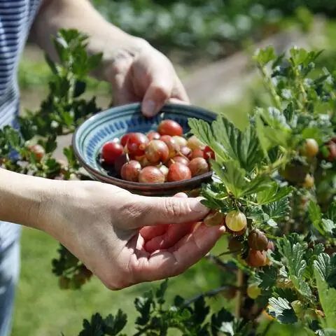 Урожай крыжовника