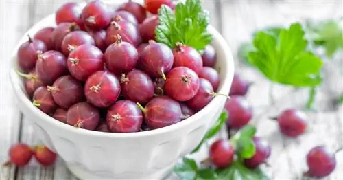 Сбор урожая крыжовника: самое подходящее время