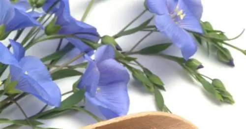 Школа лекарственных растений: Эффективные травы для женщин