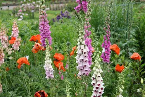 наперстки разного цвета